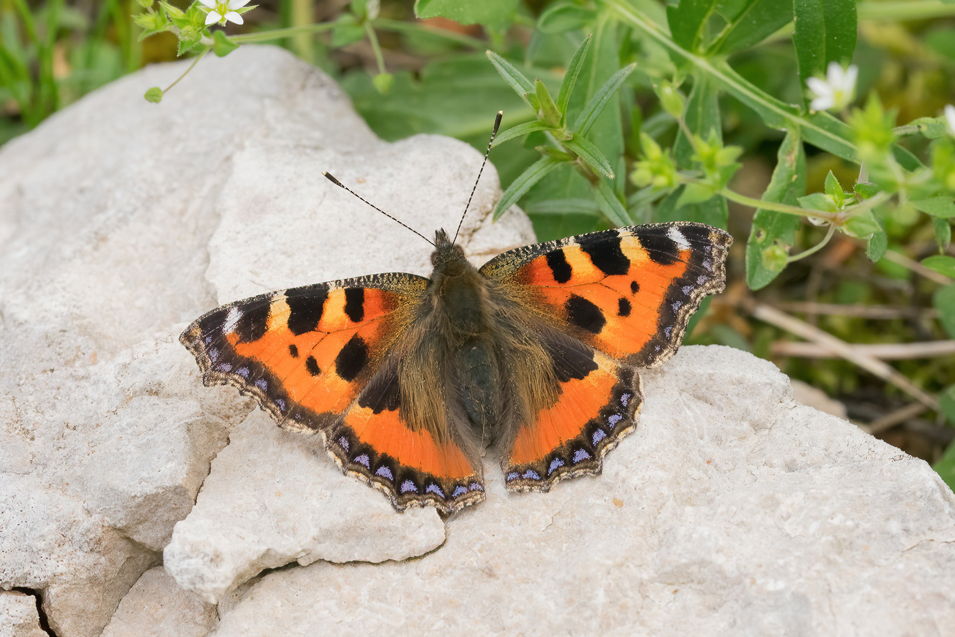 Small Tortoiseshell - France