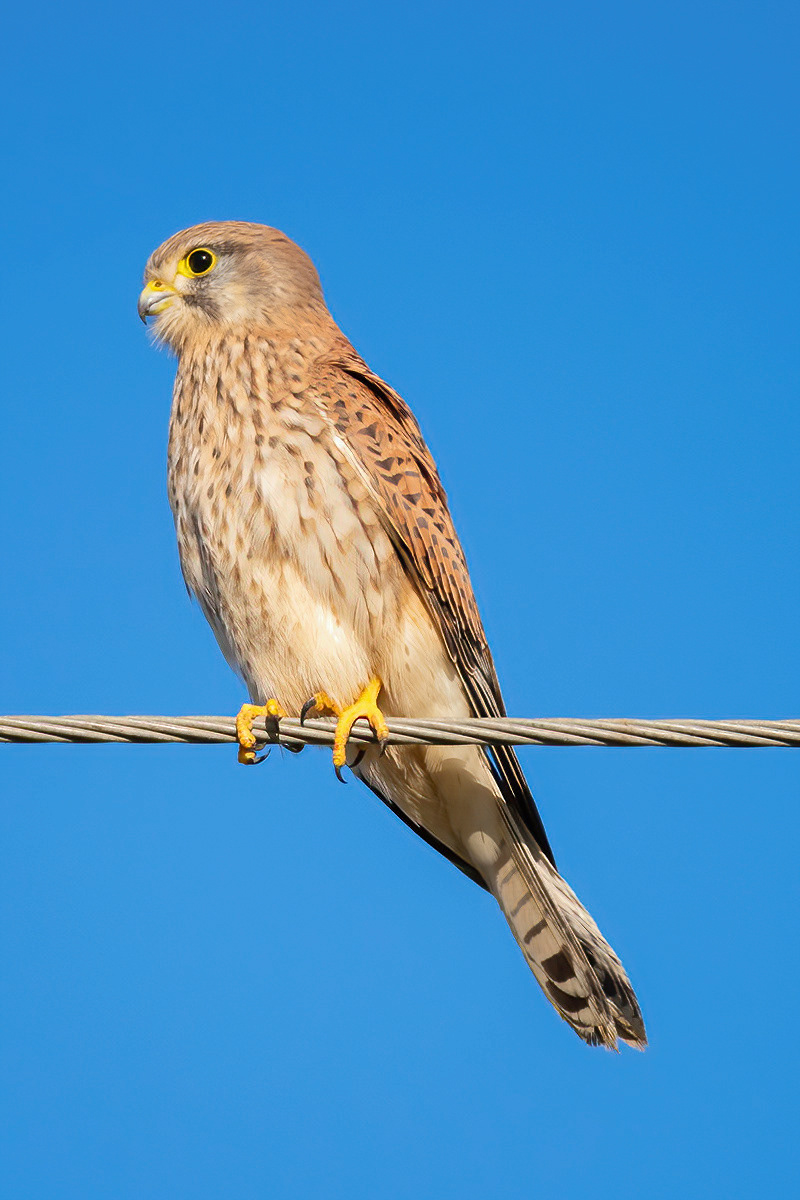 Kestrel - Harty Ferry