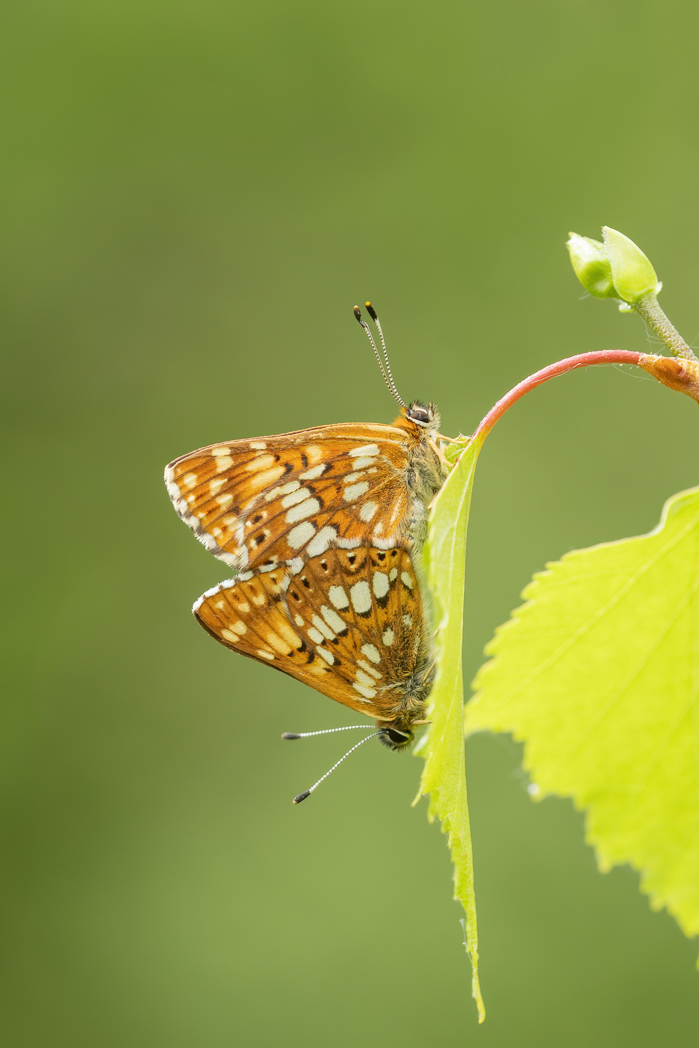 Duke of Burgundy - Chapel Bank