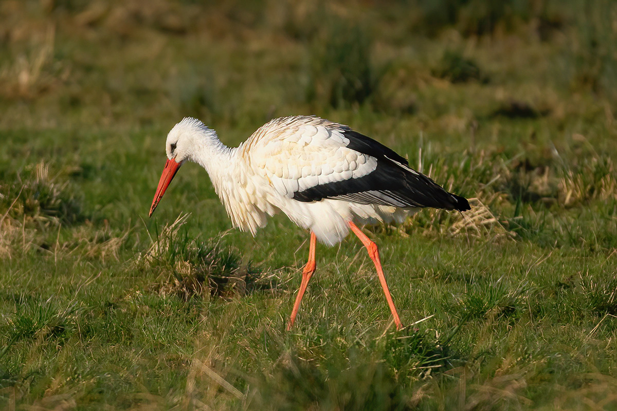 White Stork - Worth Marshes