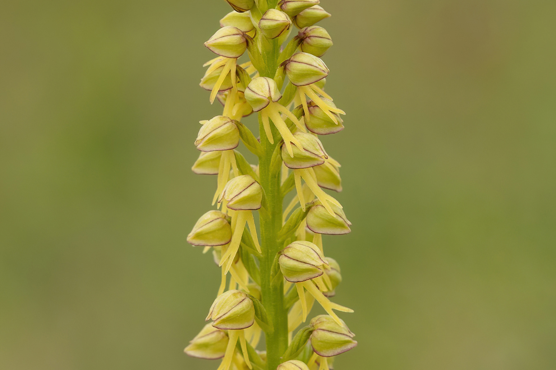 Man Orchid - Gillingham