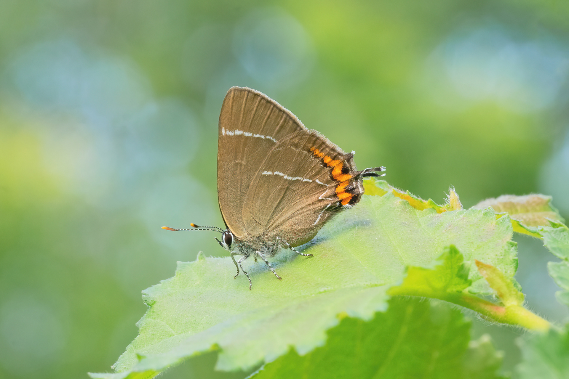White-letter Hairstreak - Northward Hill
