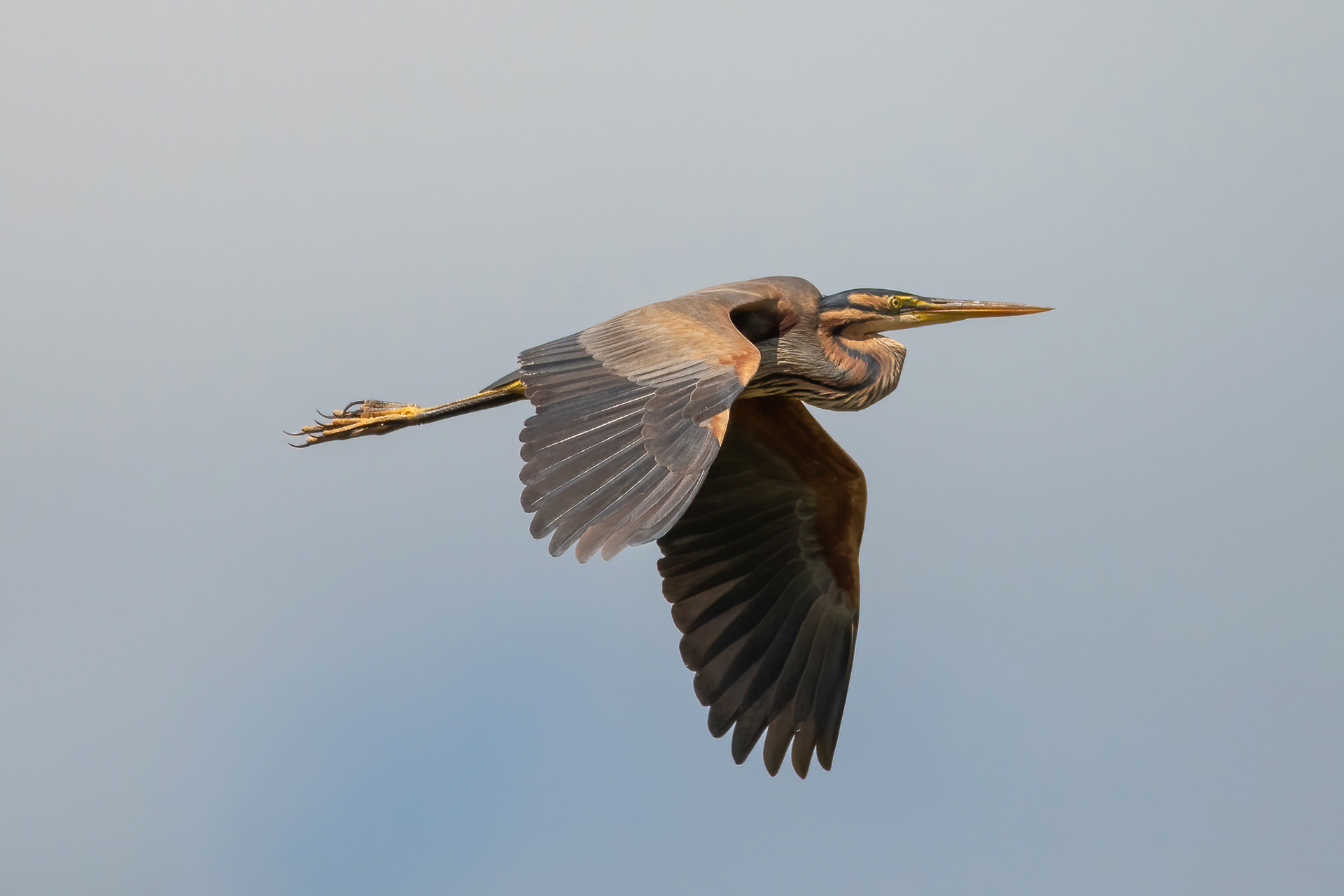 Purple Heron - Camargue, France