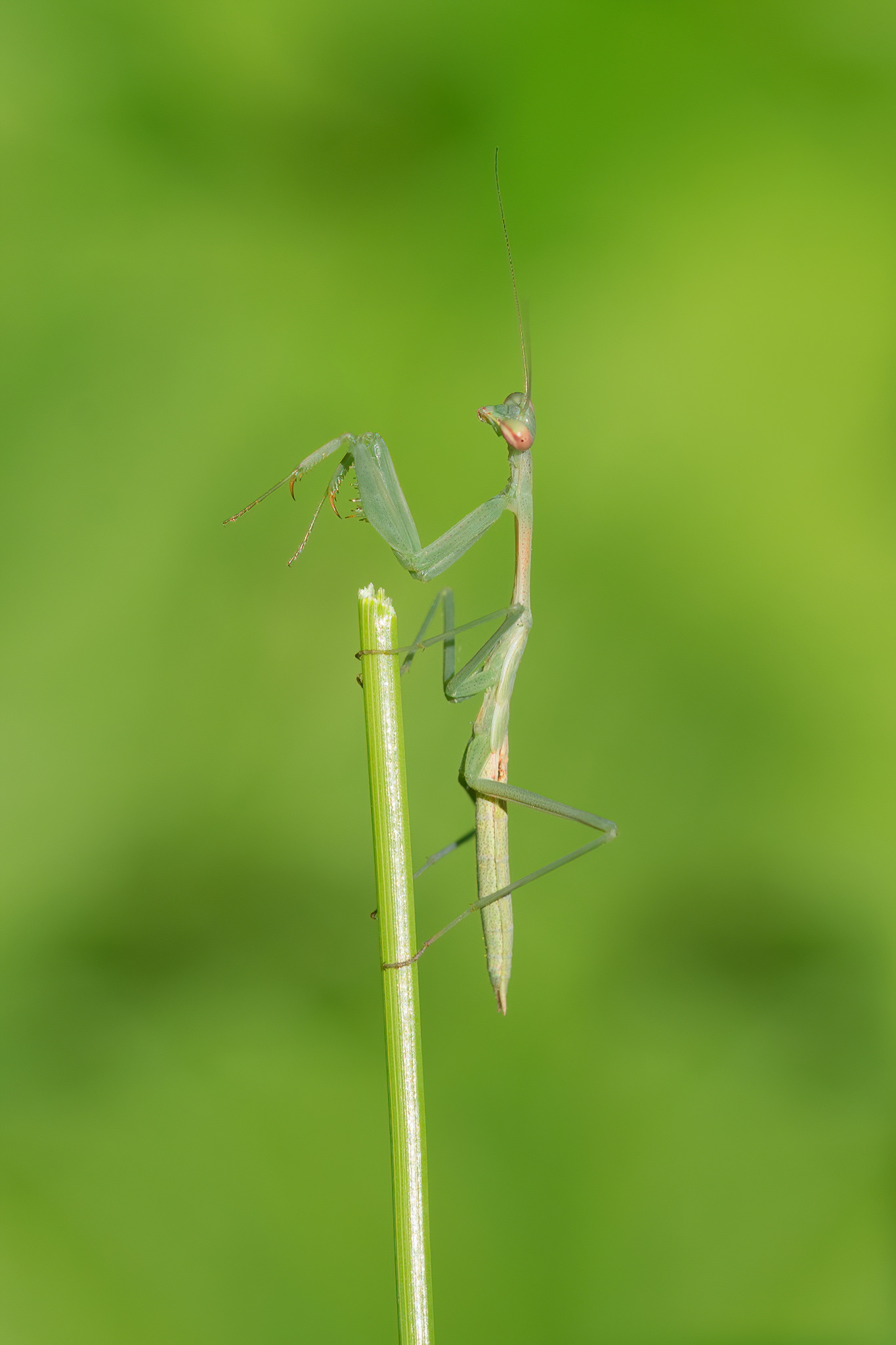 South African Mantis - Villersdorp