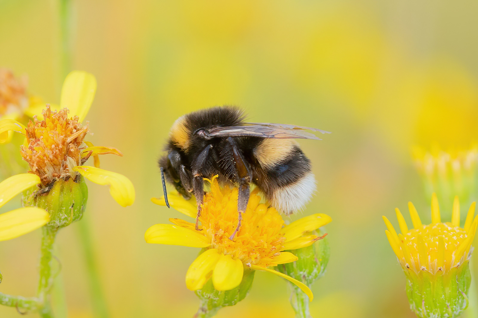 White-tailed Bumblebee - Brighton