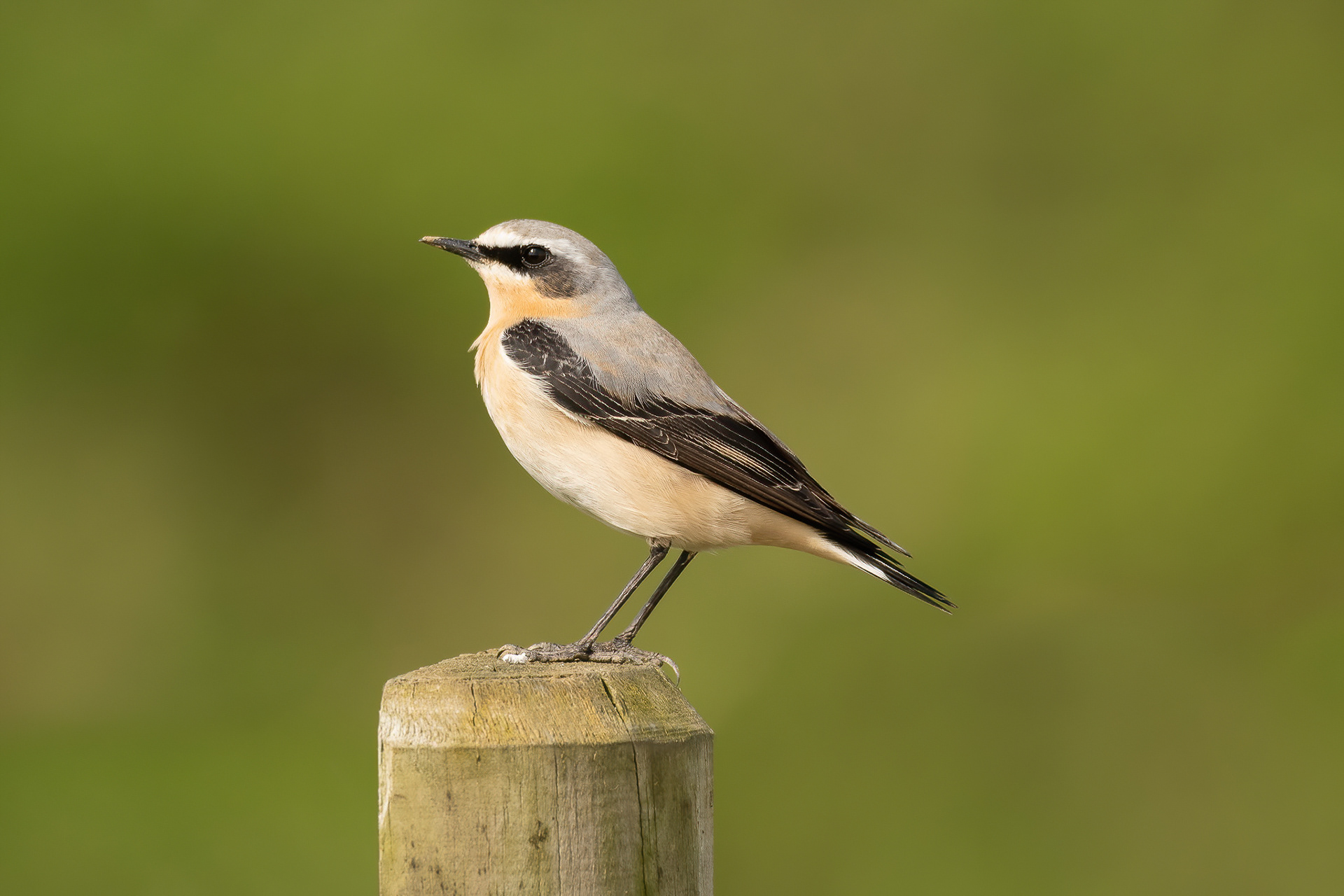 Wheatear - Crossness