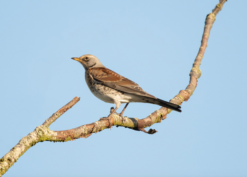 Fieldfare - Harty Ferry