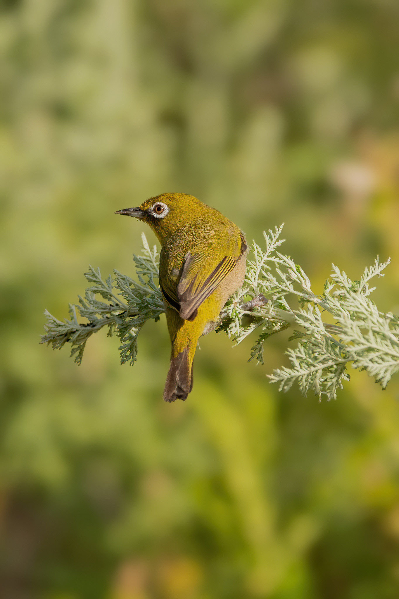 Cape White-eye - Kirstenbosch