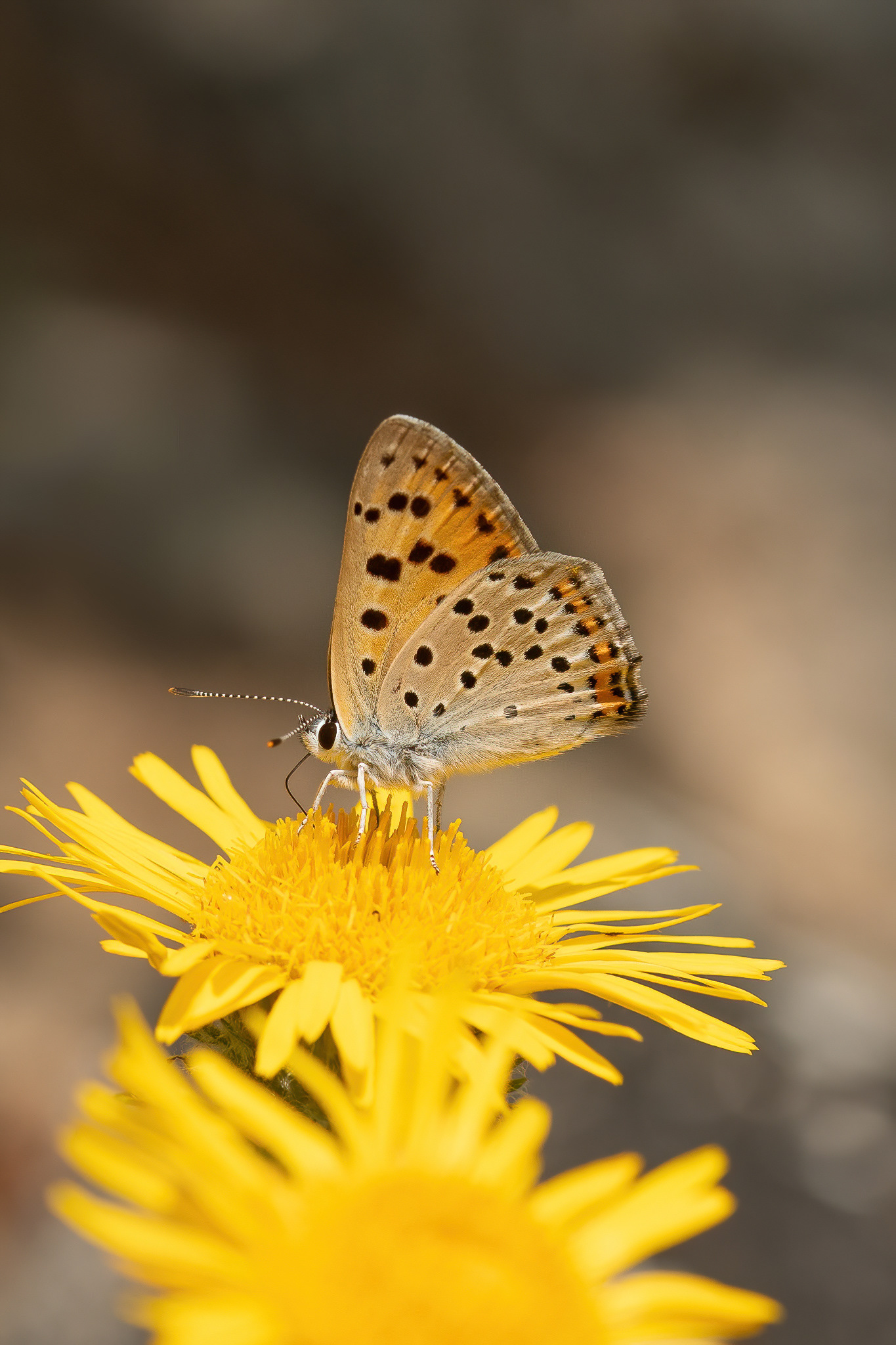 Purple-shot Copper - Italy