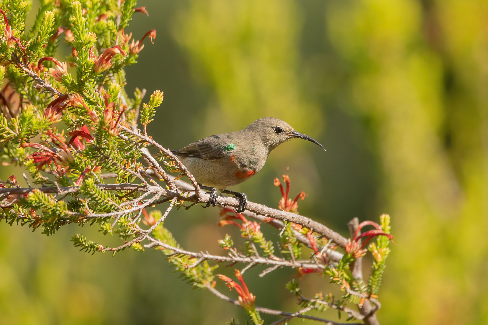 Southern Double-collared Sunbird - Kirstenbosch