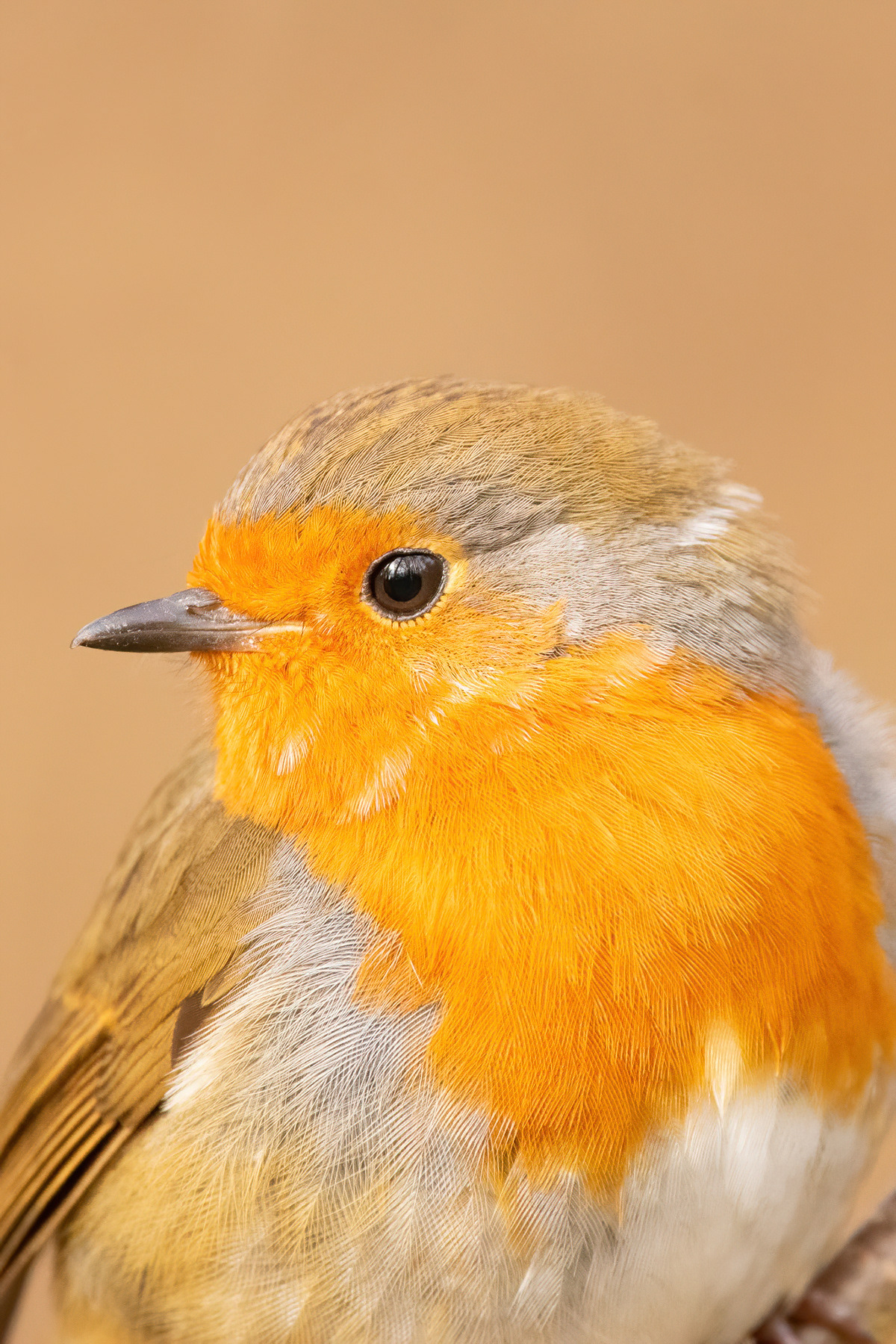 Robin - Stodmarsh