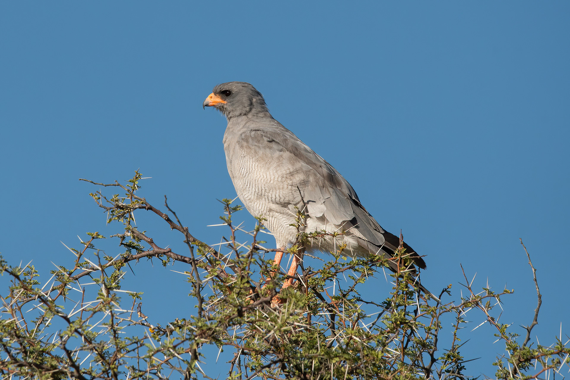 Pale Chanting Goshawk - Inverdoorn