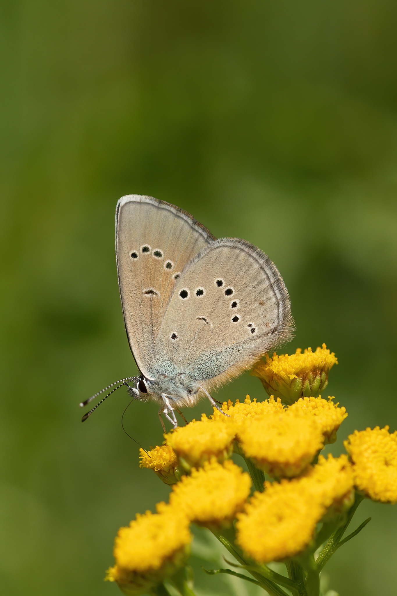 Mazarine Blue - Switzerland