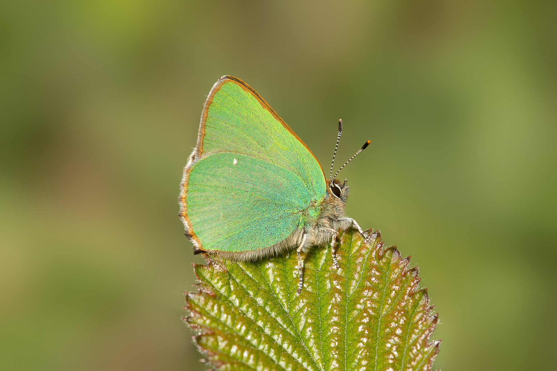 Green Hairstreak - Queendown Warren