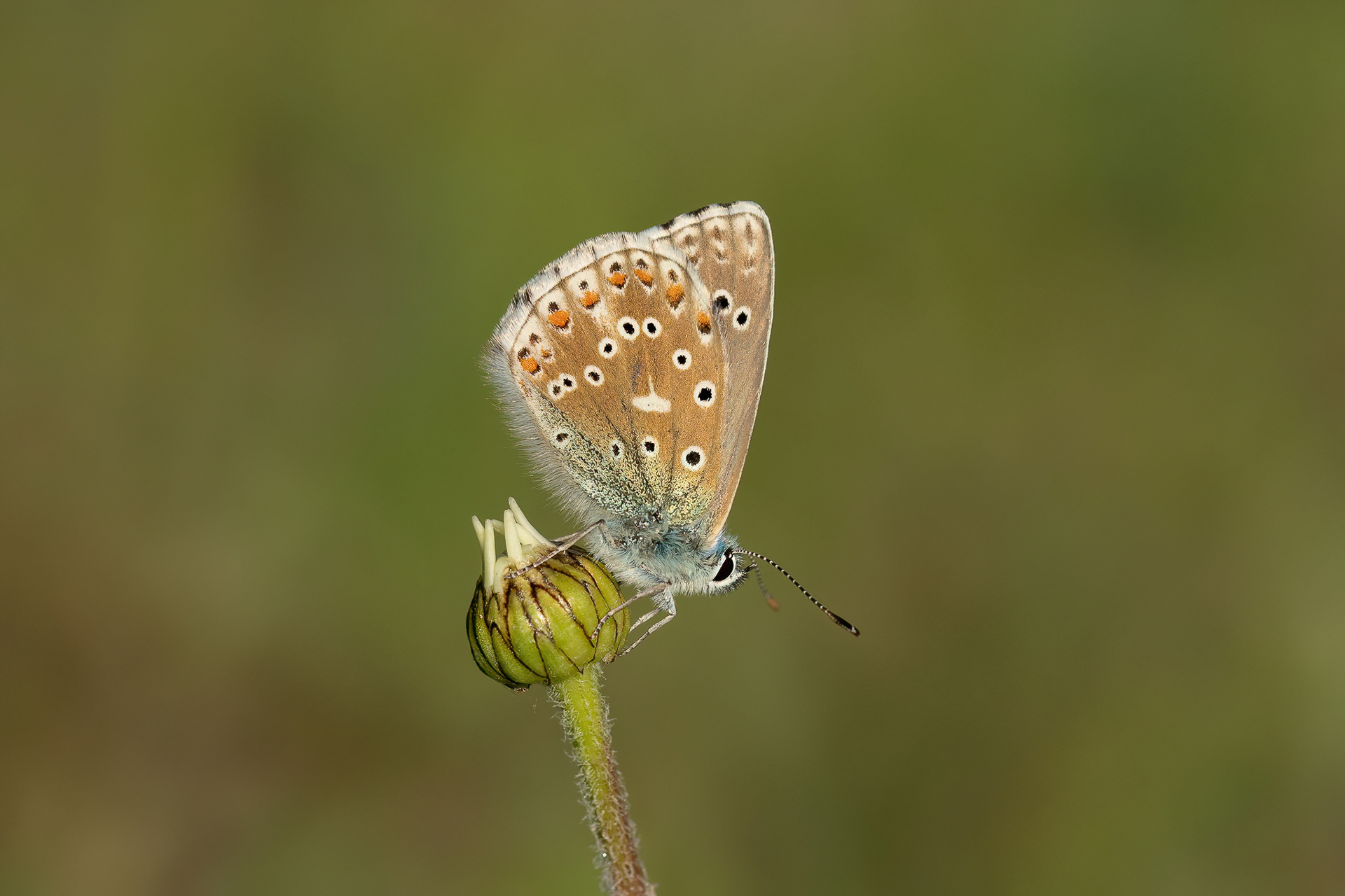 Adonis Blue - Fackenden Down