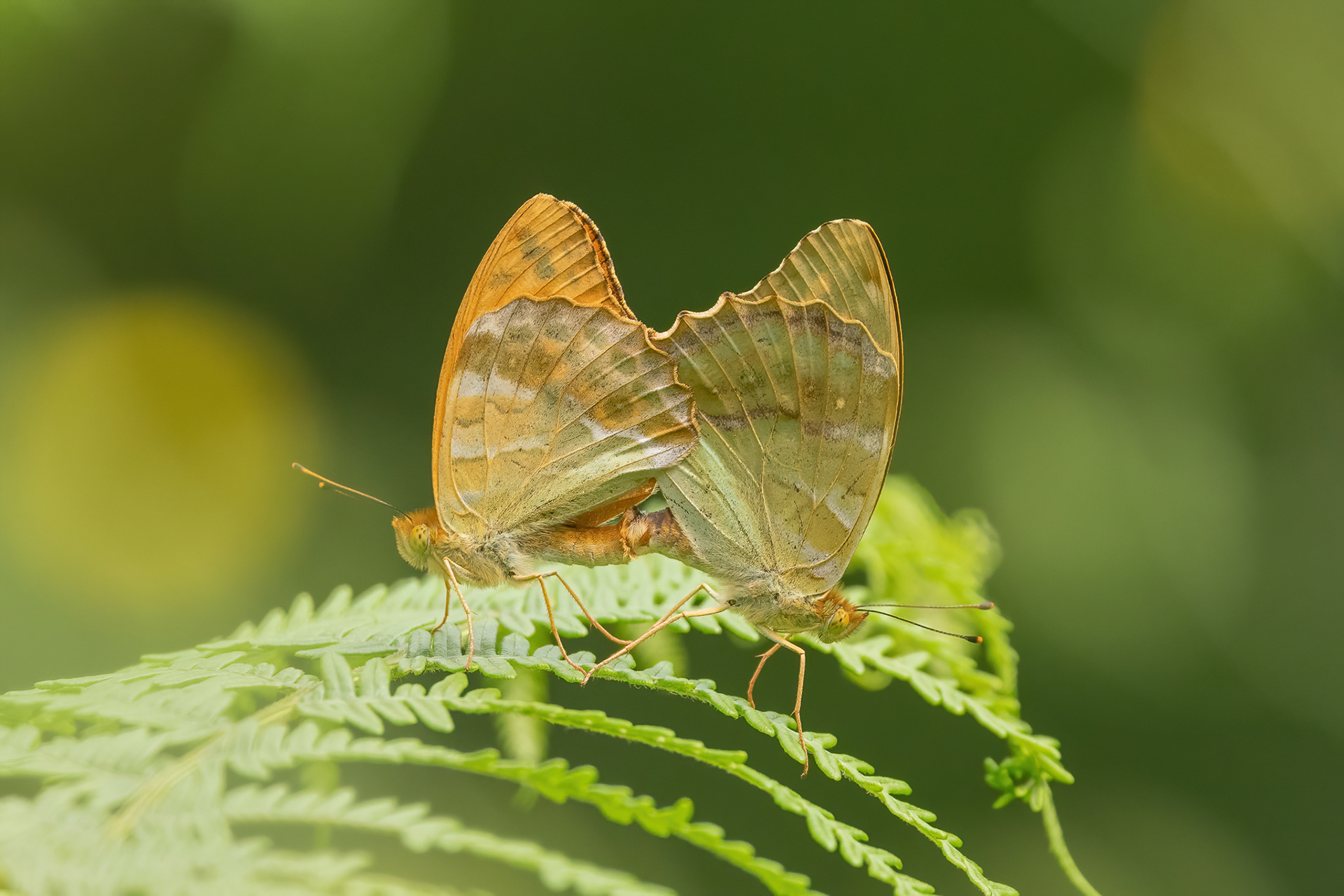 Silver-washed Fritillary - Bookham Common