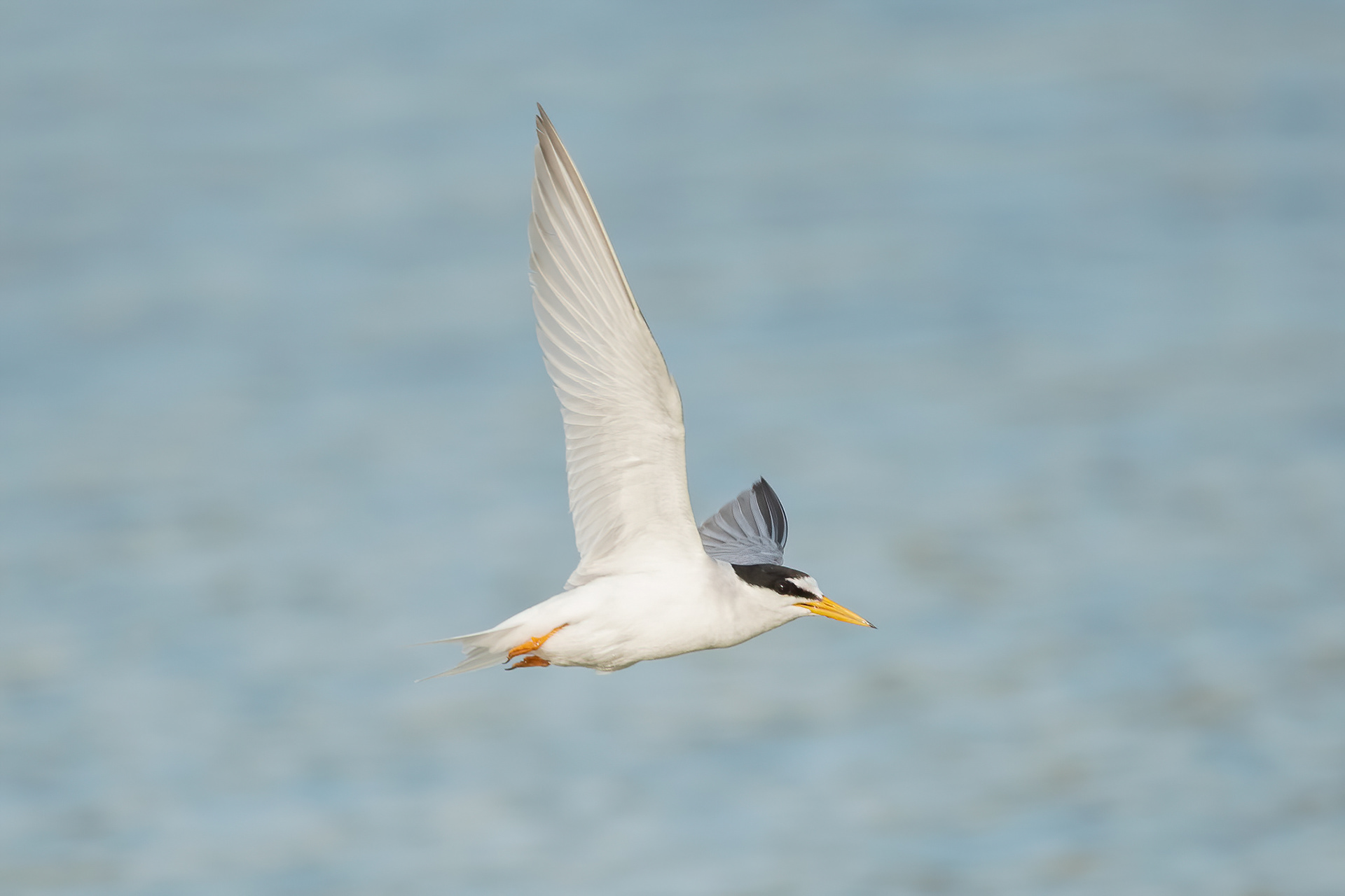 Little Tern - Camargue, France