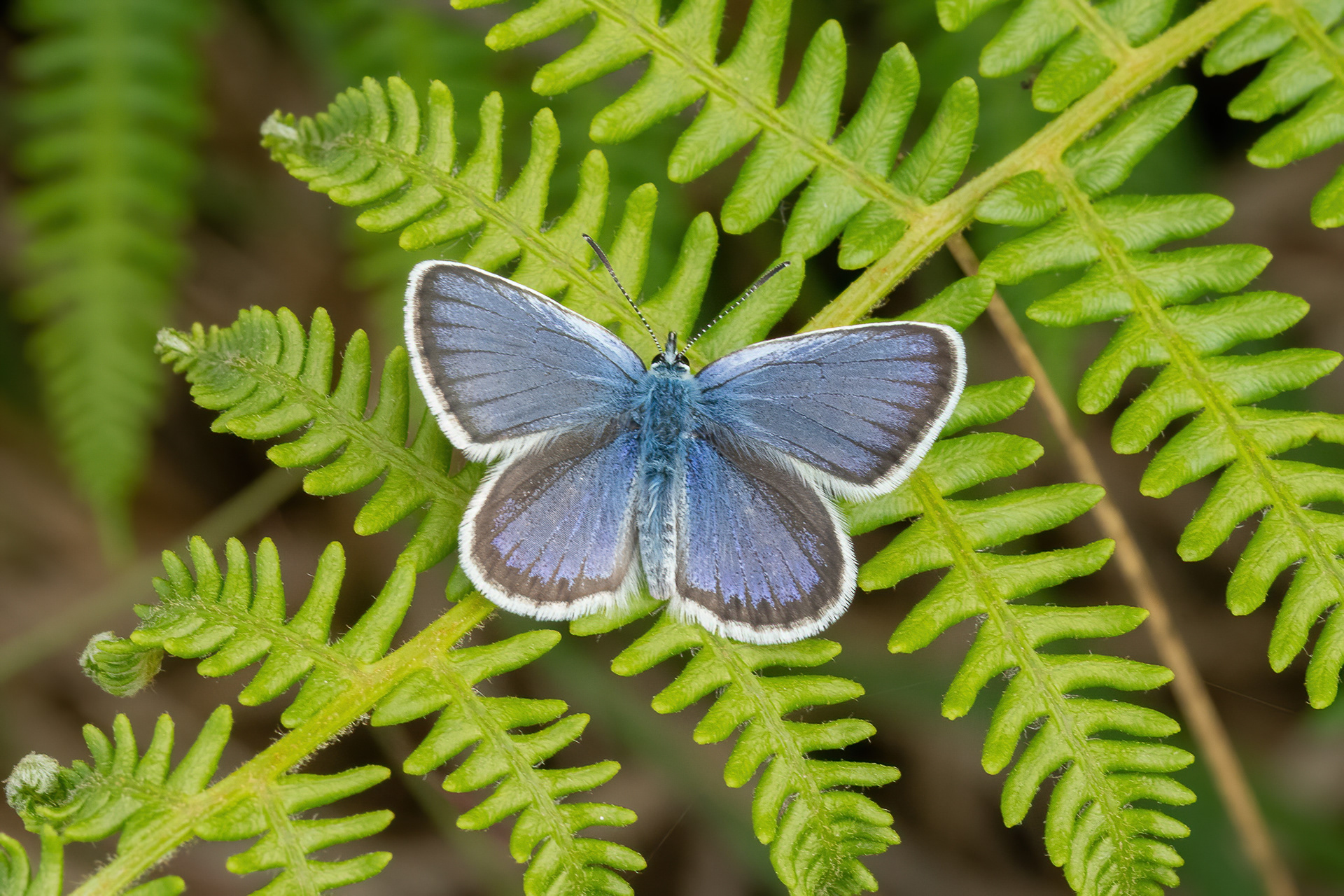 Silver-studded Blue - Ashdown Forest