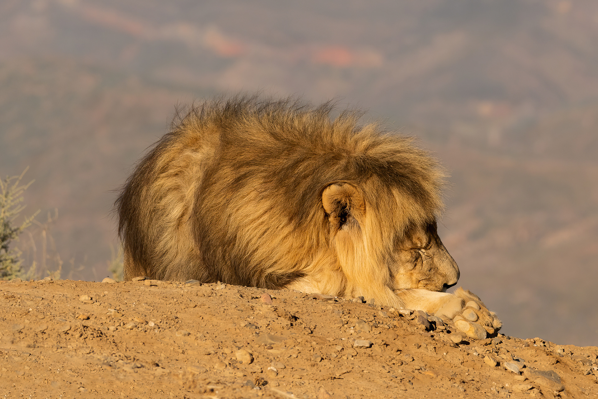 Lion - Inverdoorn