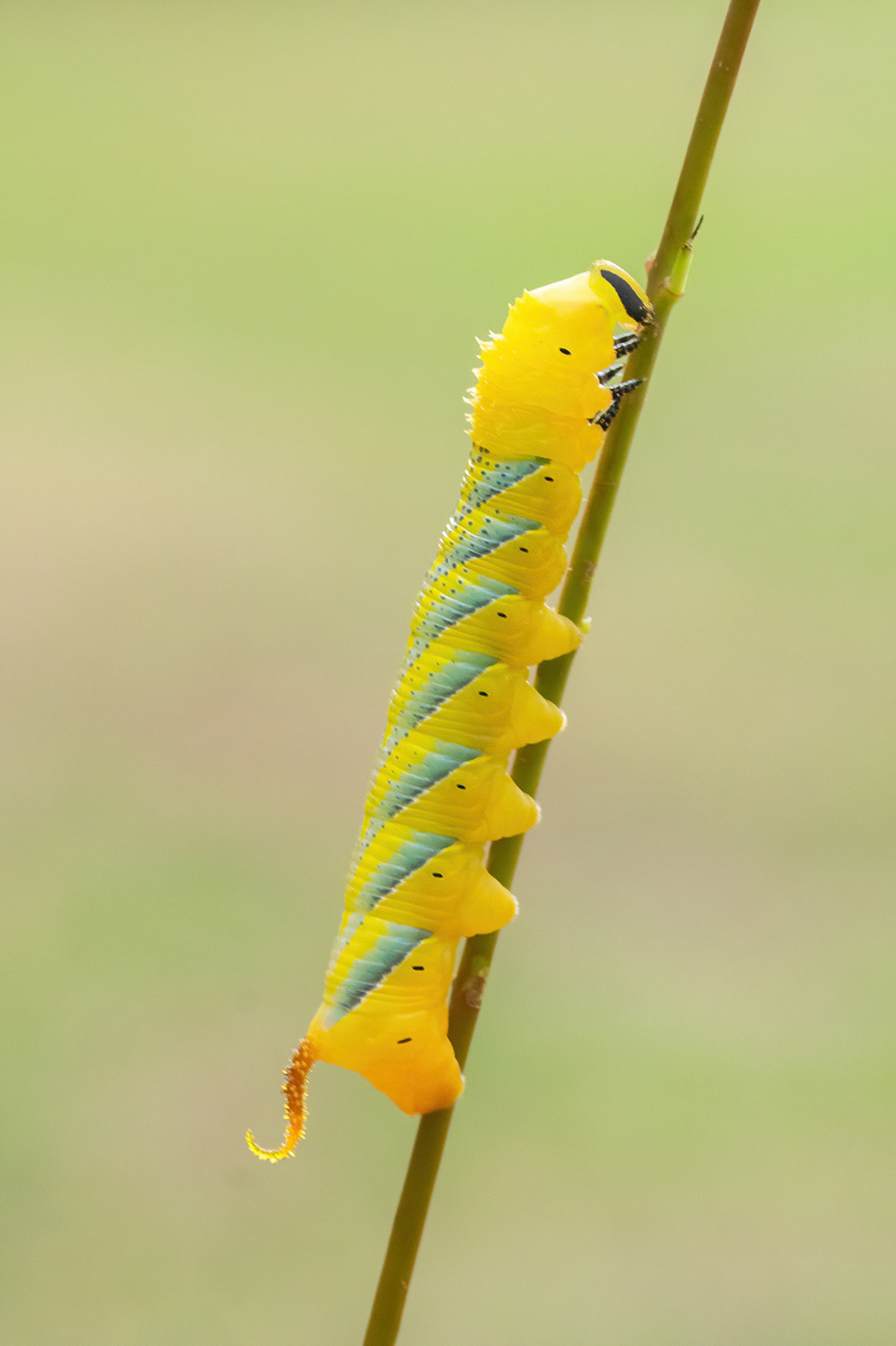 Deathshead Hawk Moth Caterpillar - Captive