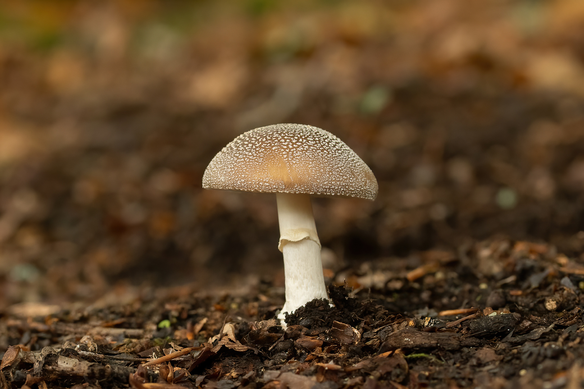 Panthercap - New Forest