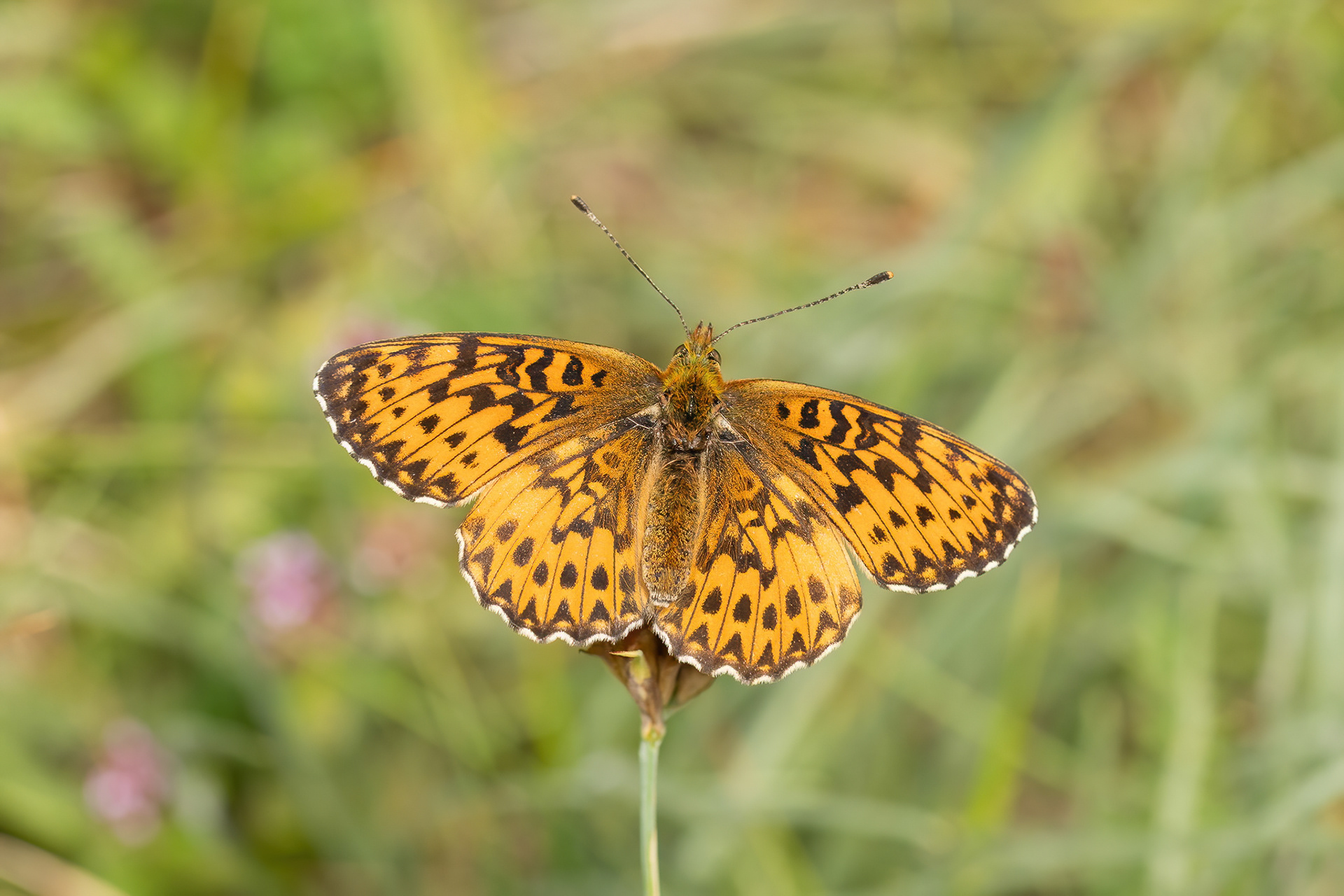 Titania's Fritillary - Italy