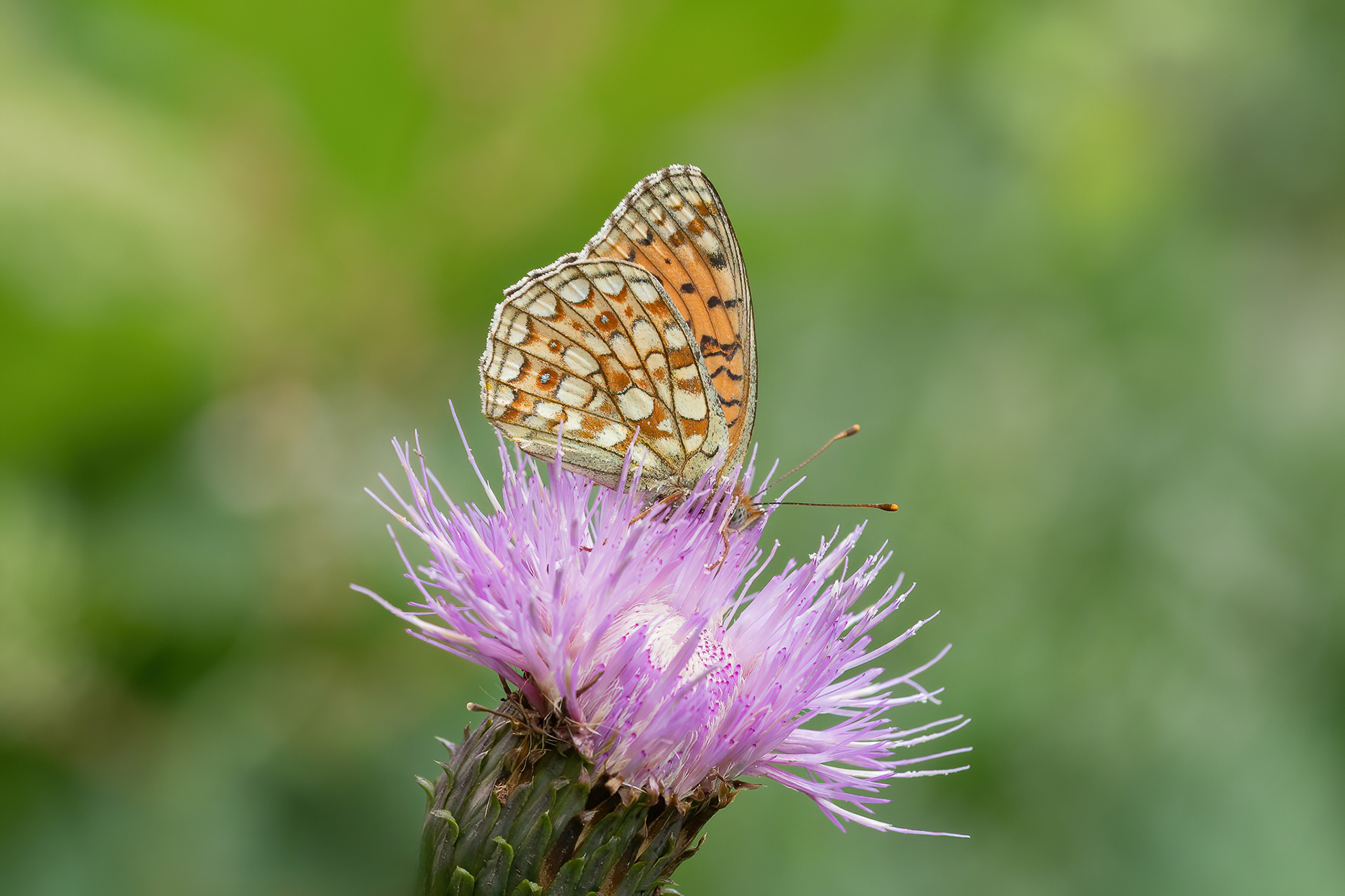 Niobe Fritillary - Italy