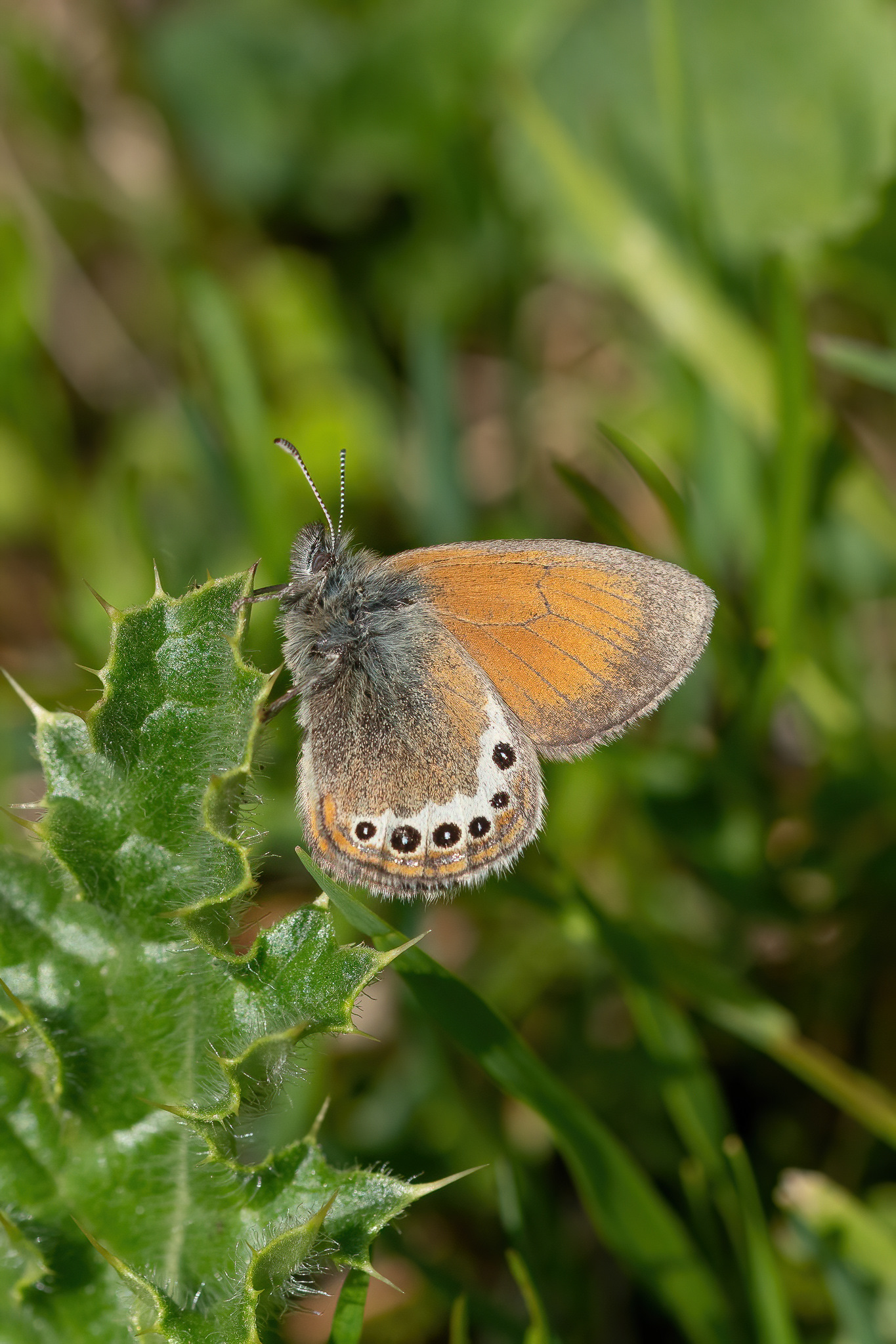 Alpine Heath - Italy