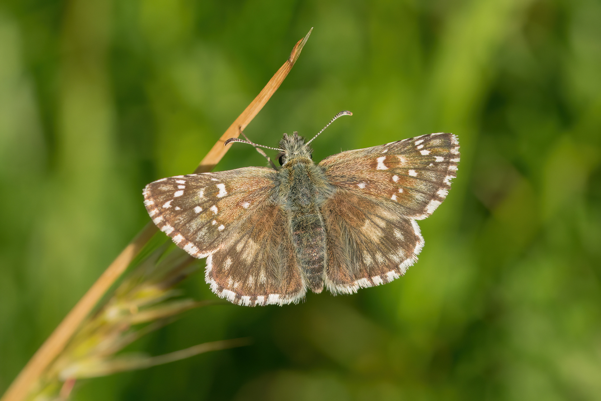 Oberthür's Grizzled Skipper - France