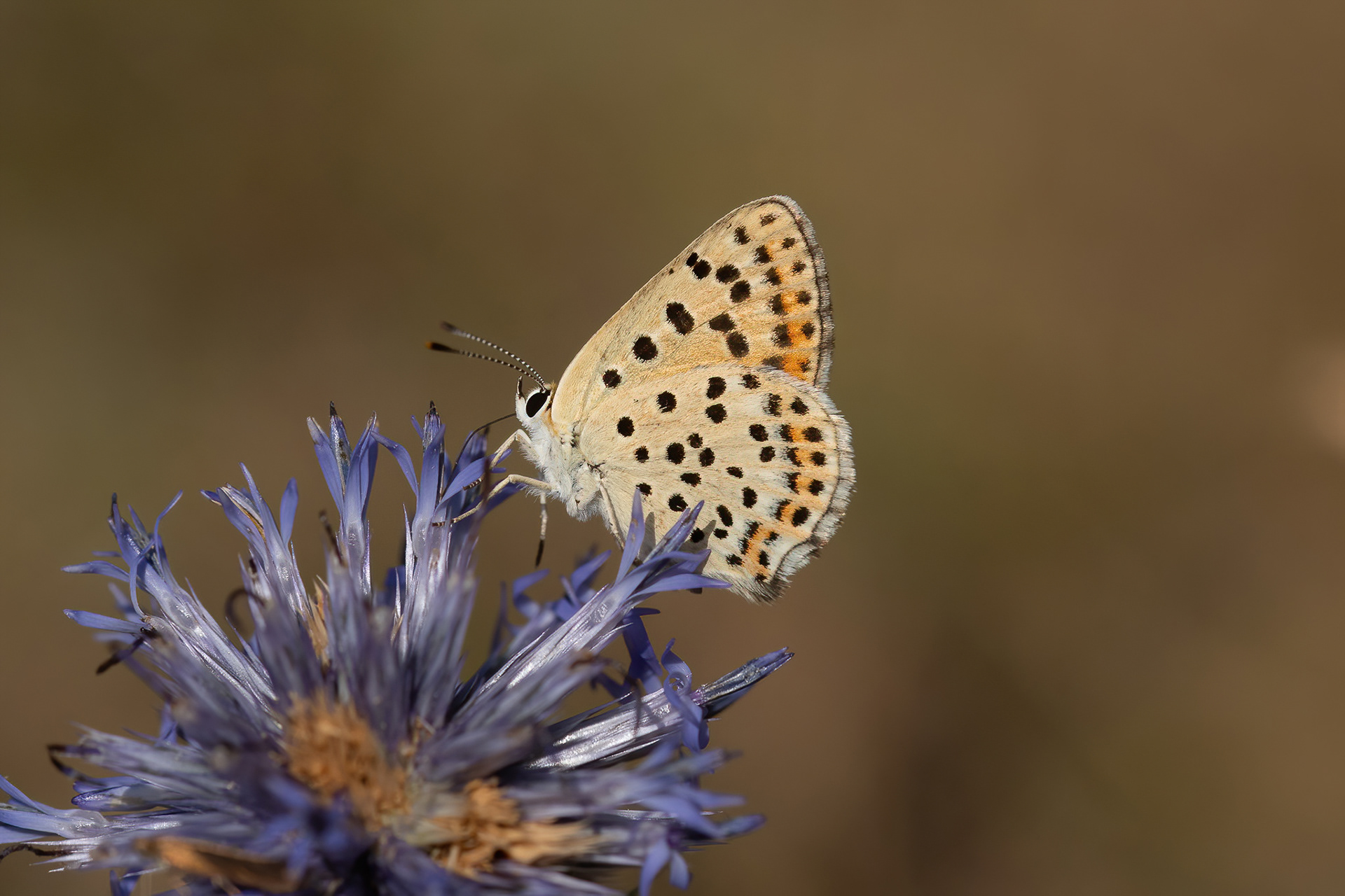 Sooty Copper - France