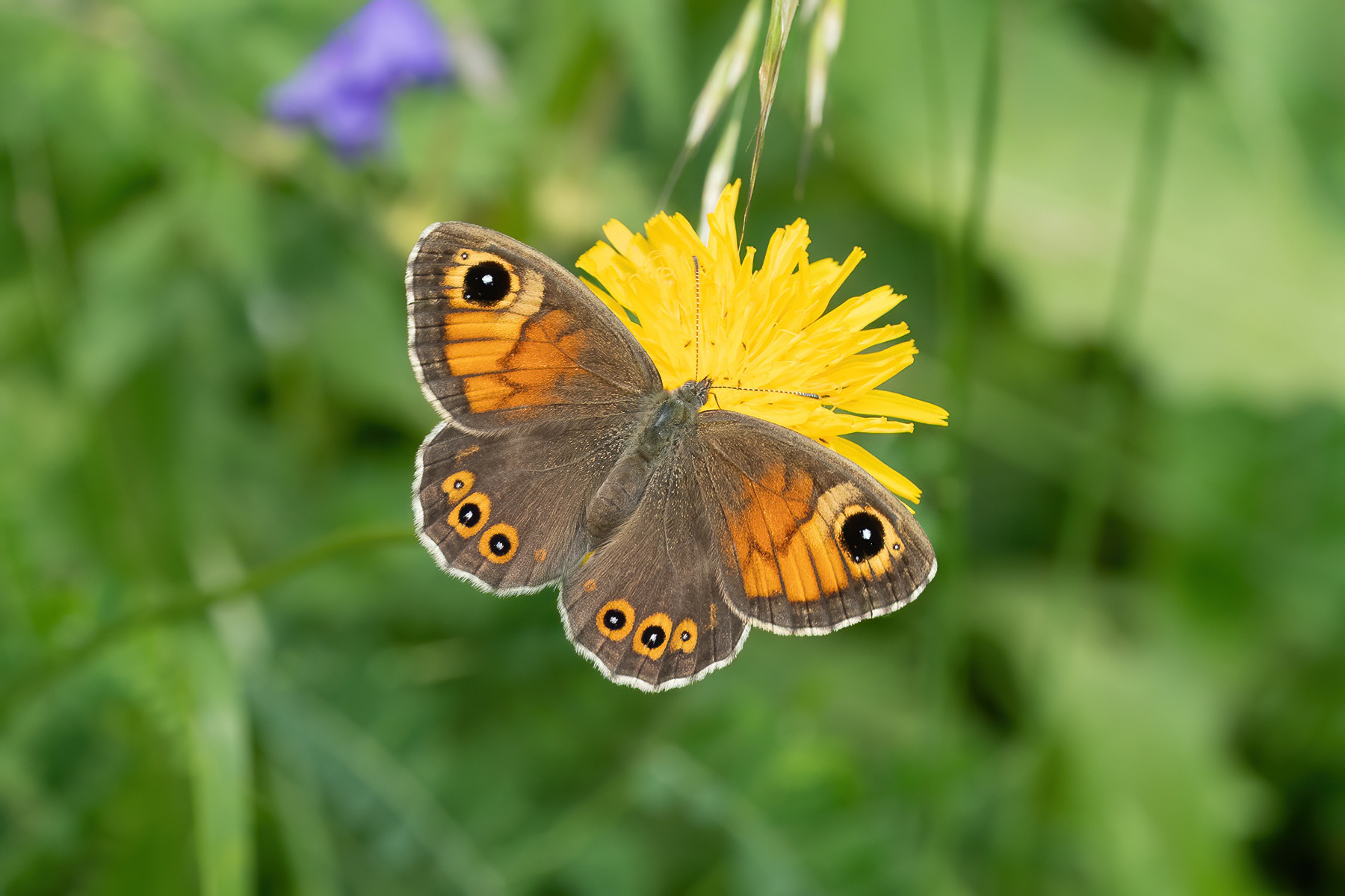 Large Wall Brown - Italy