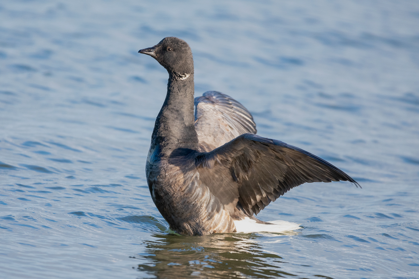 Brent Goose - Oare Marshes