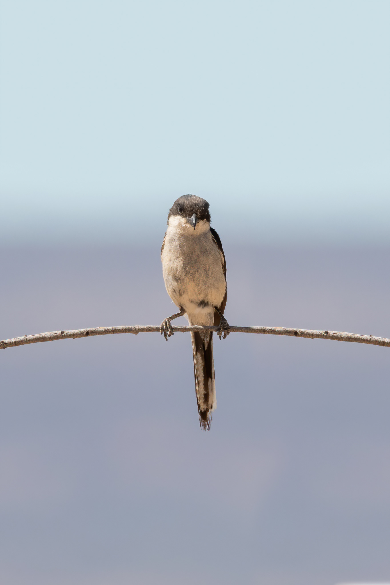 Southern Fiscal - Inverdoorn