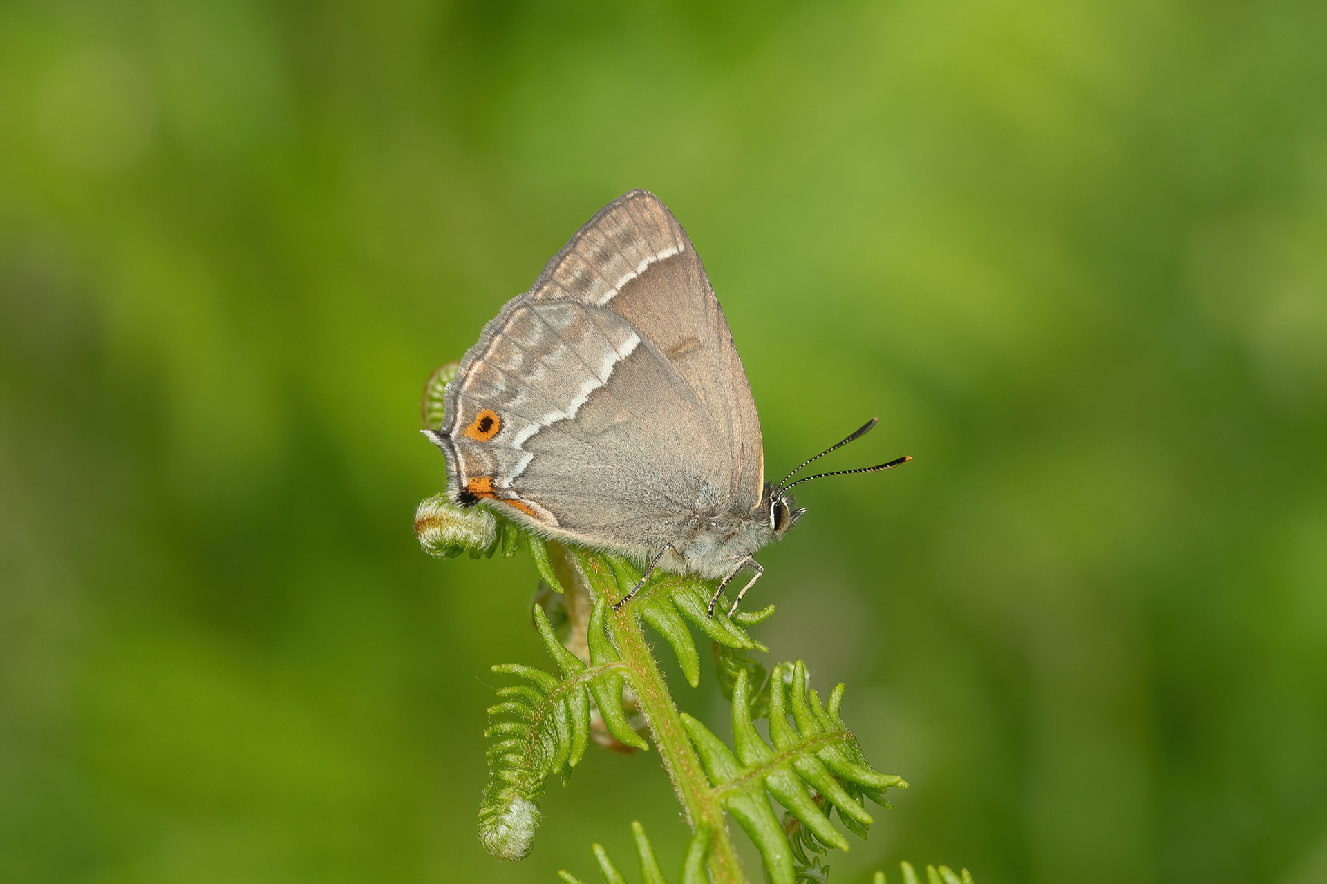 Purple Hairstreak - Ditchling Common