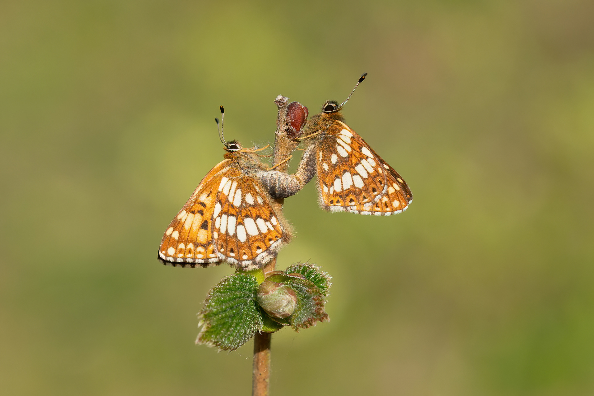 Duke of Burgundy - Bonsai Bank