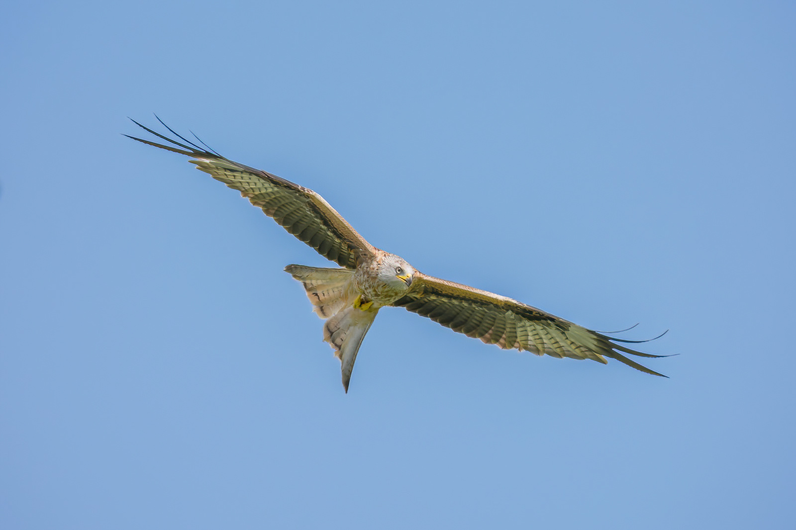 Red Kite - Llanddeusant