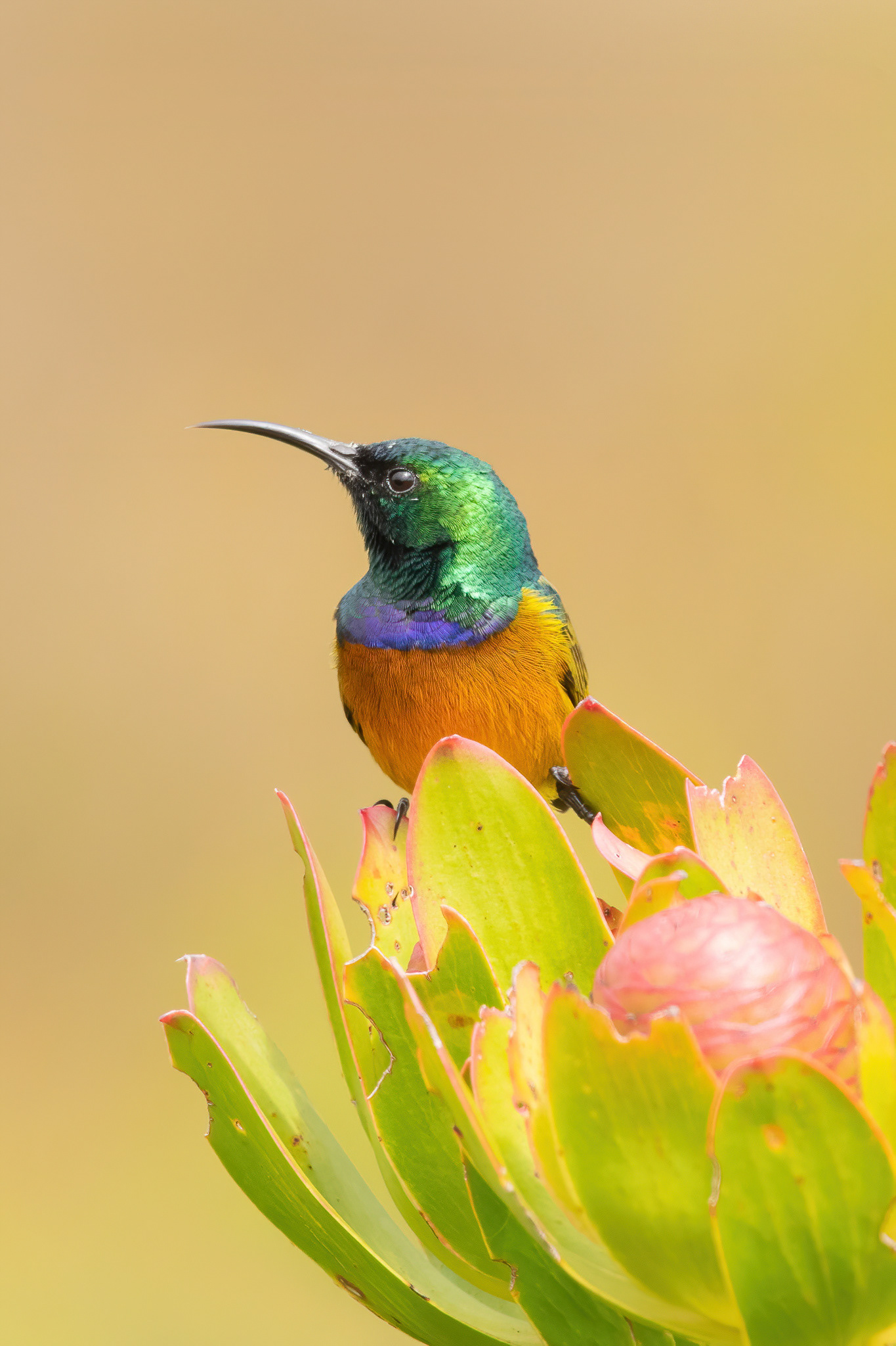 Orange-breasted Sunbird - Table Mountain