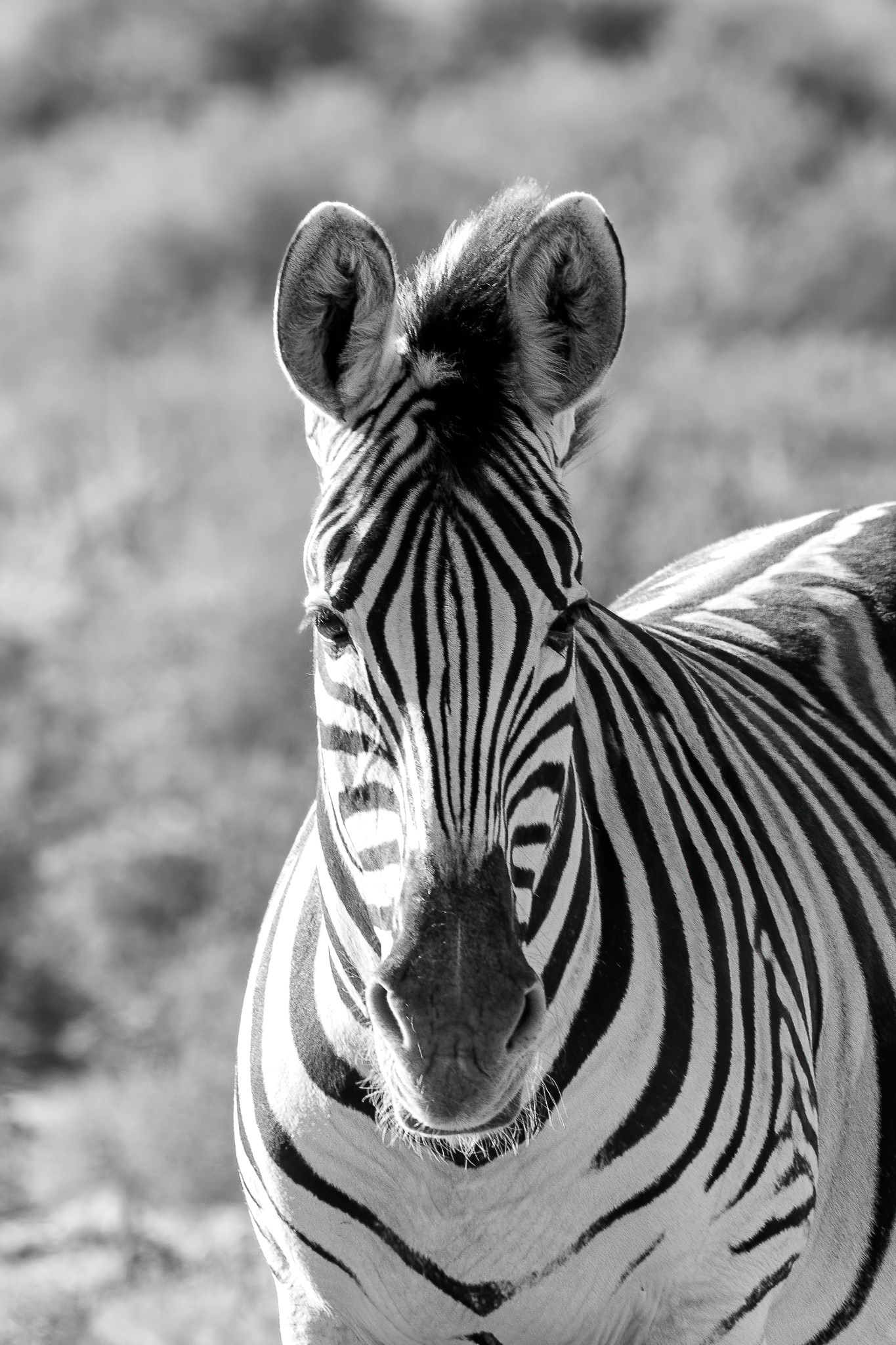 Zebra - Inverdoorn