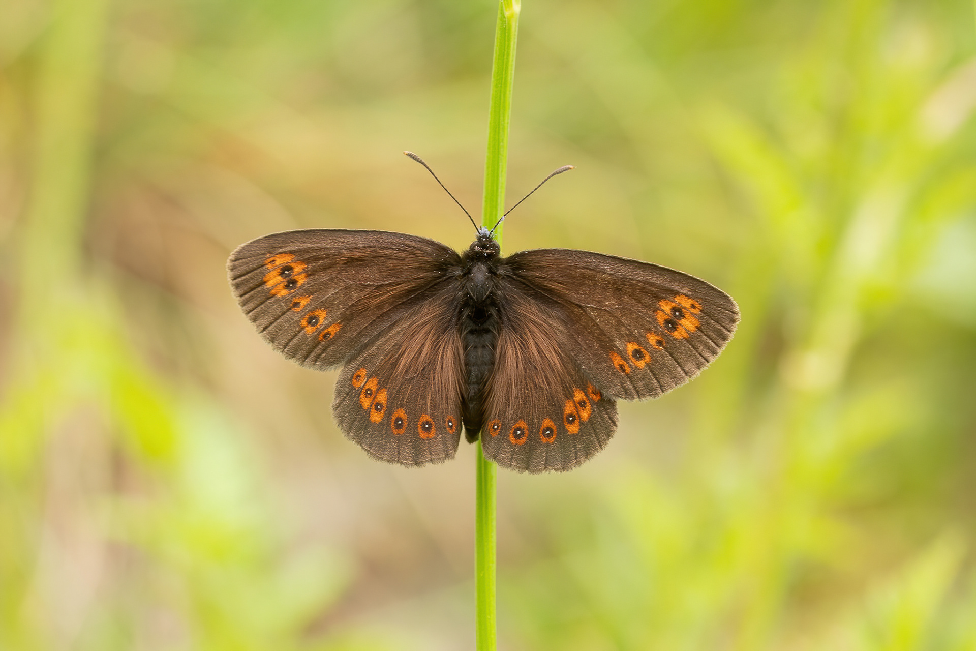 Almond Ringlet - Italy