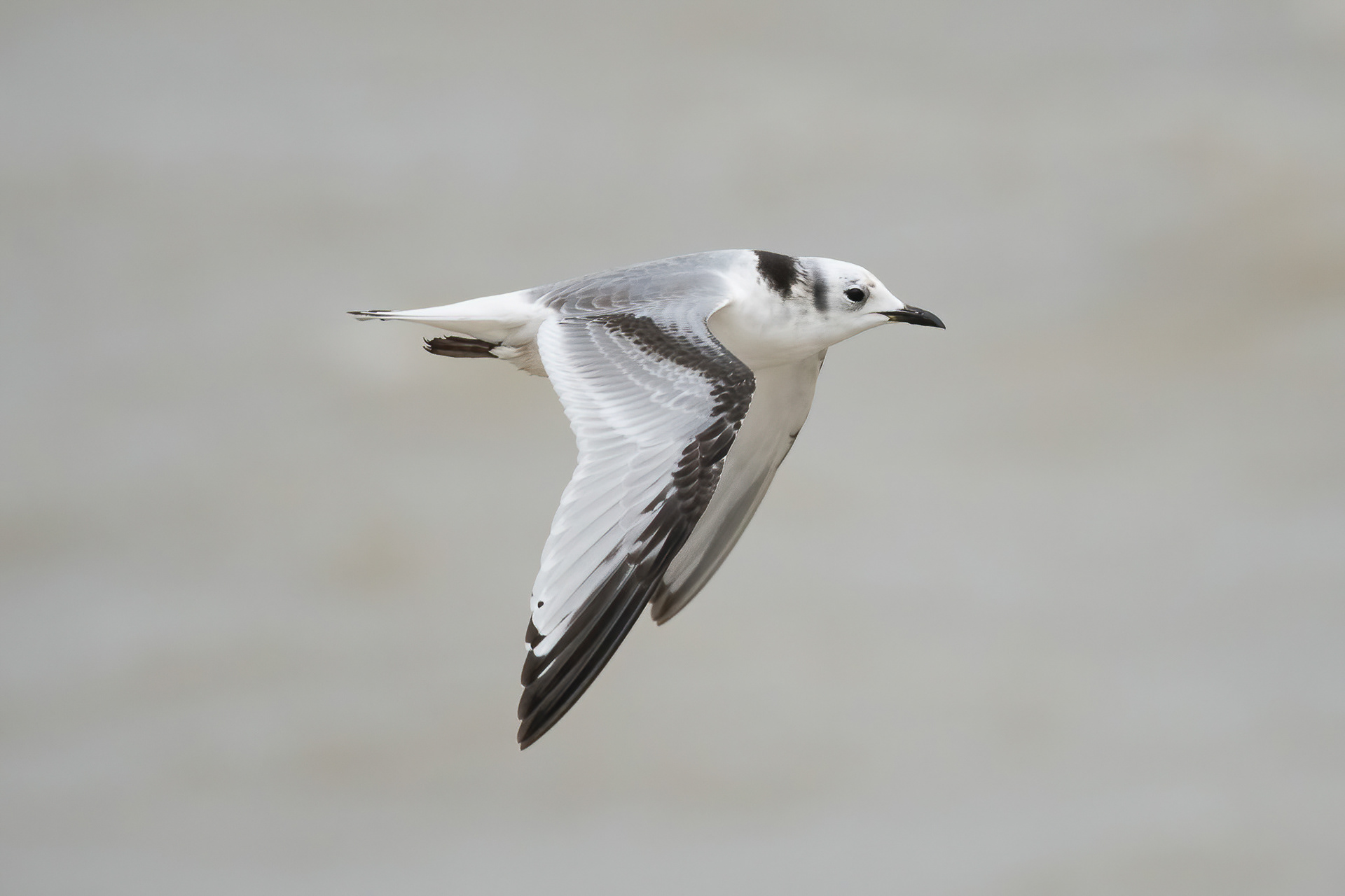 Black-legged Kittiwake - Dungeness
