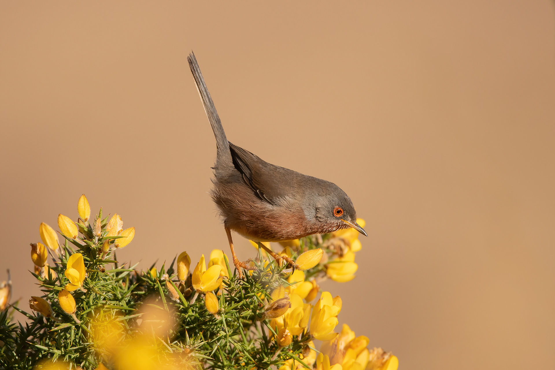 Dartford Warbler - Thursley Common