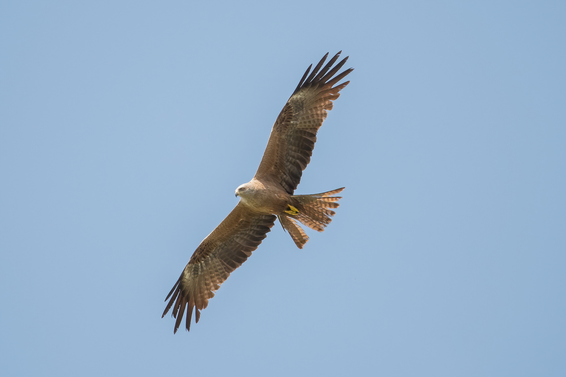 Black Kite - Camargue, France