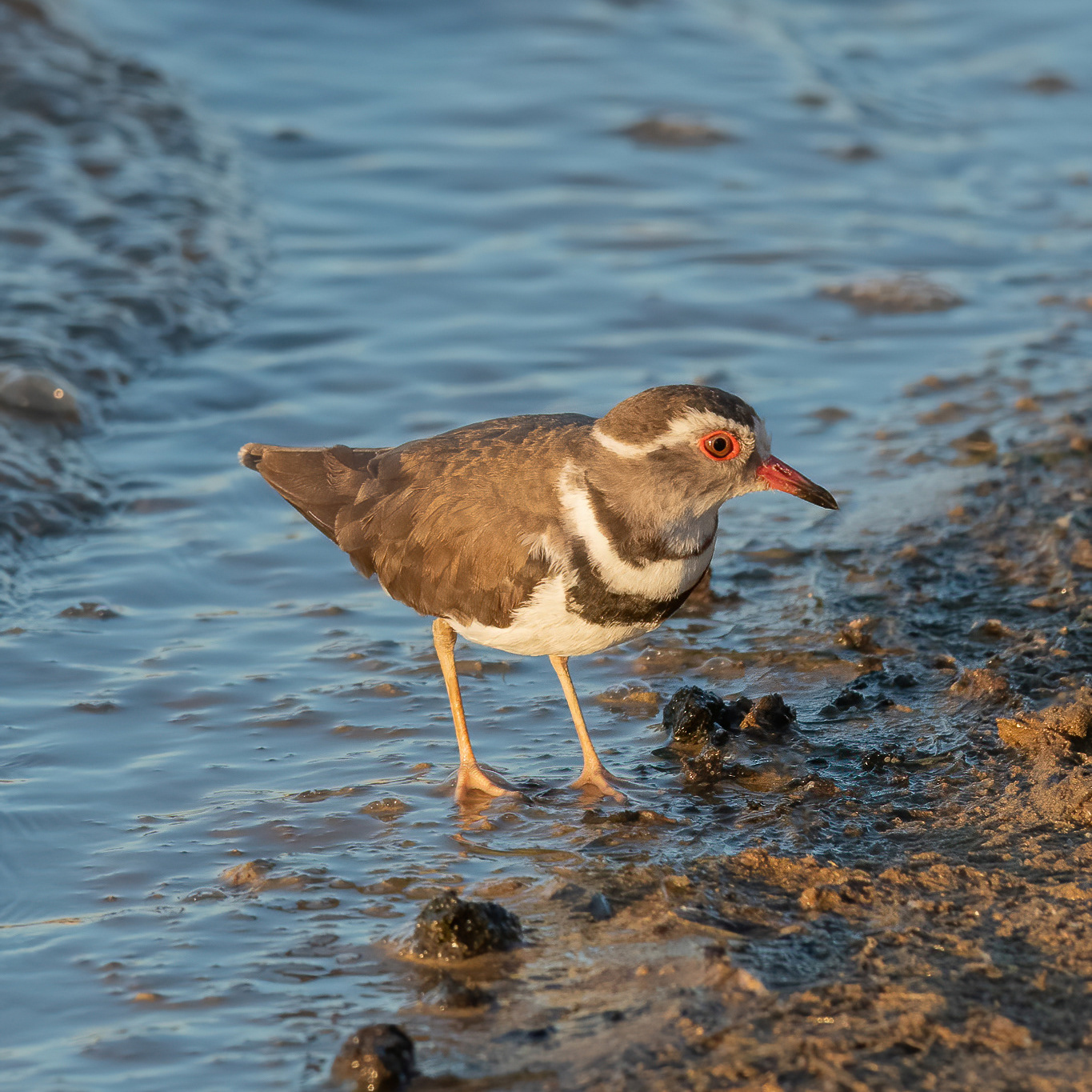 Three-banded Plover - Inverdoorn