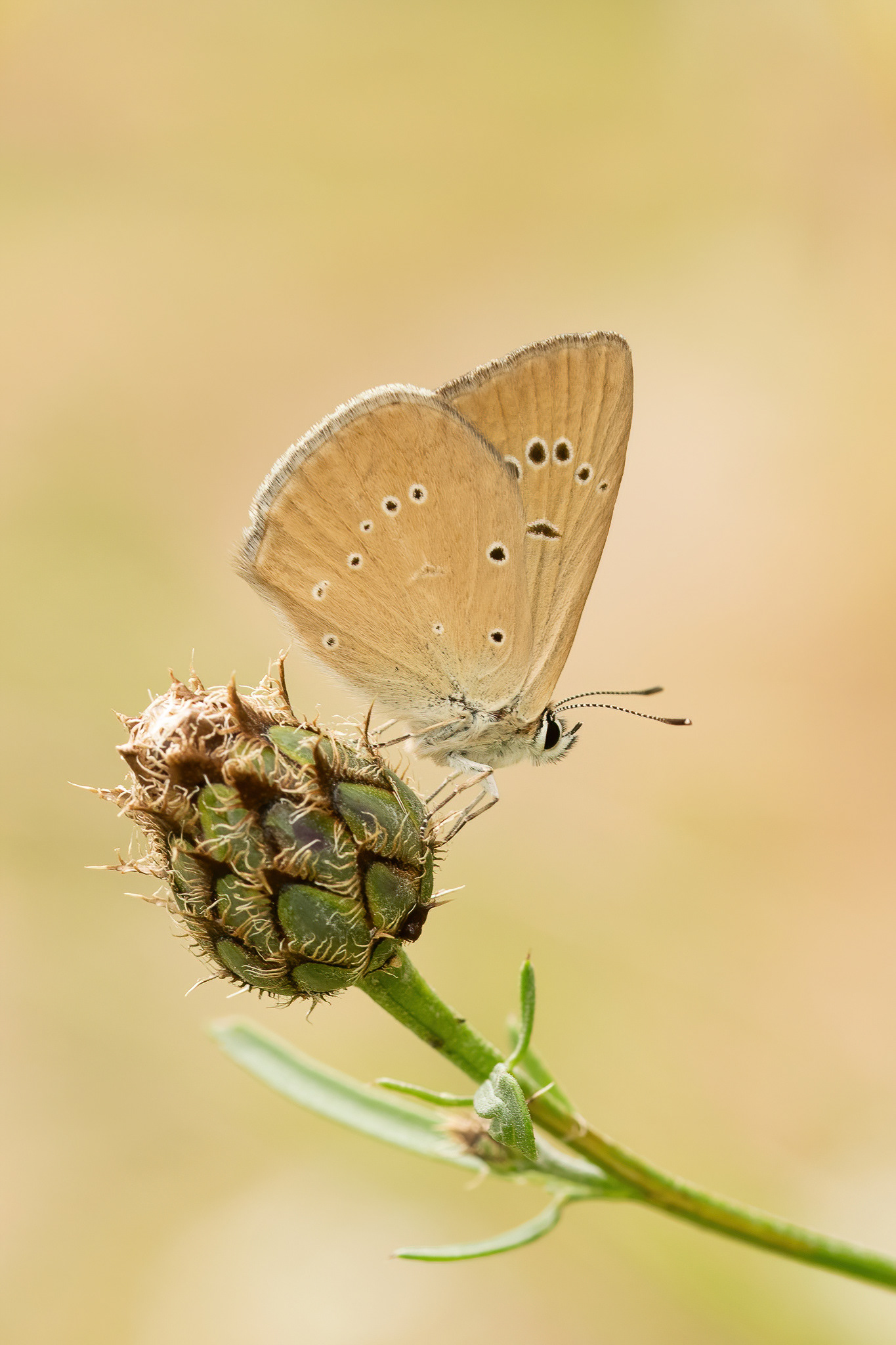 Piedmont Anomalous Blue - Italy