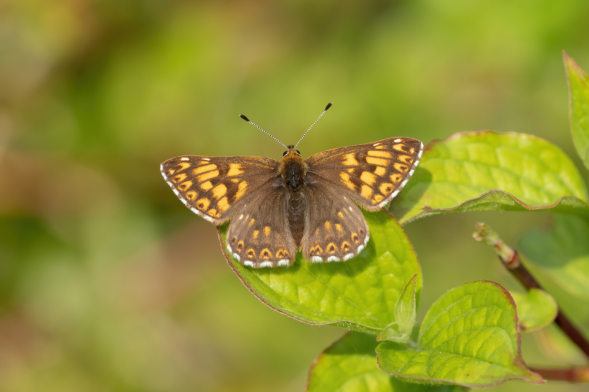 Duke of Burgundy - Chapel Bank
