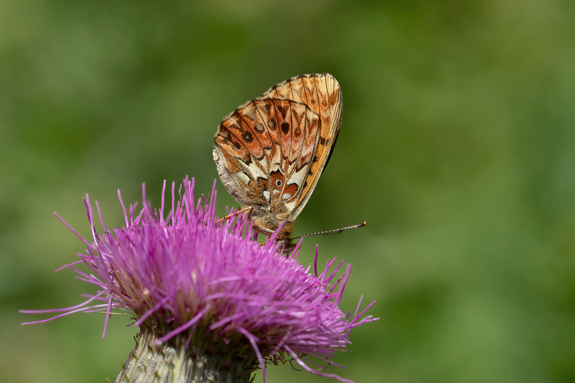 Titania's Fritillary - Italy