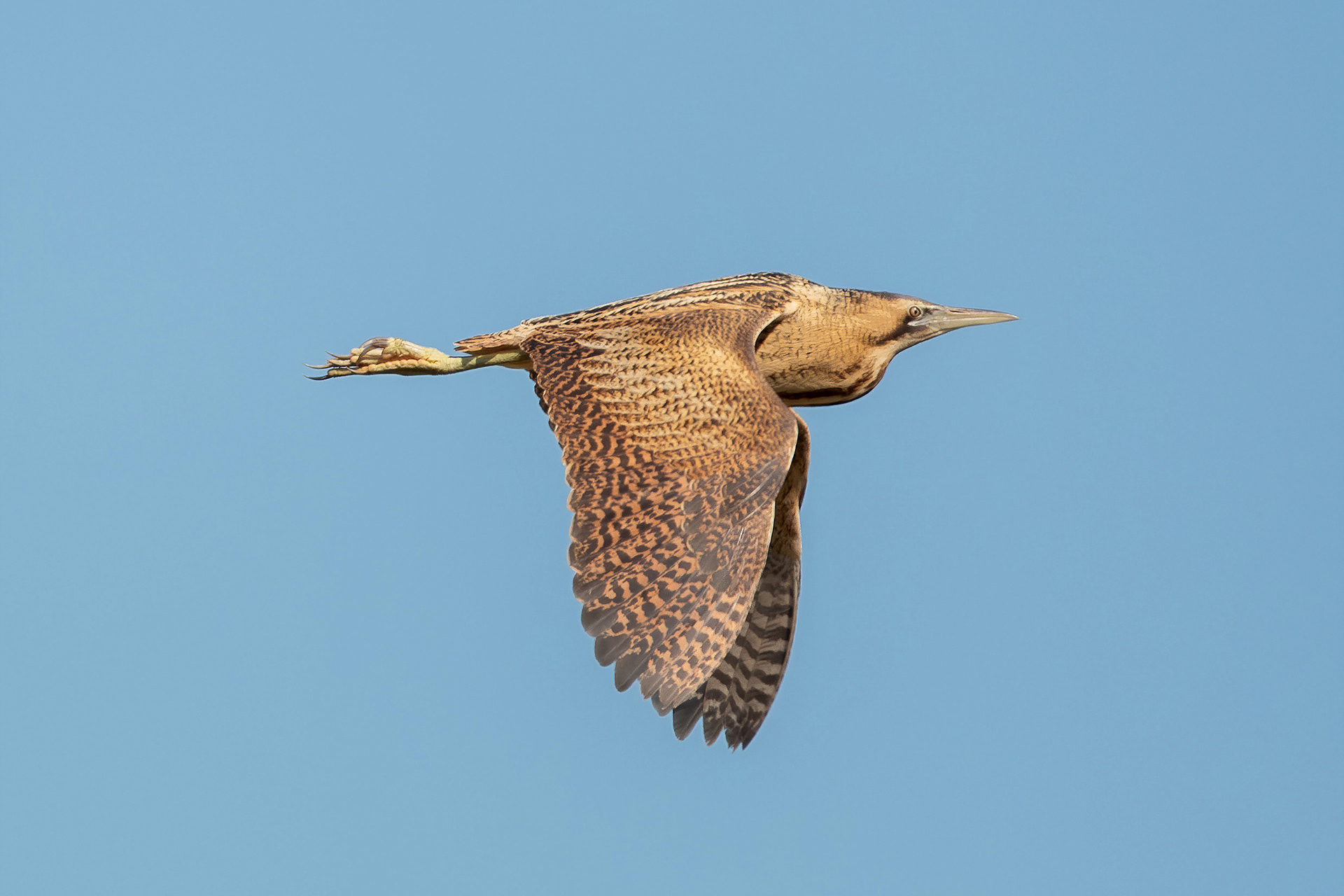Eurasian Bittern - Stodmarsh