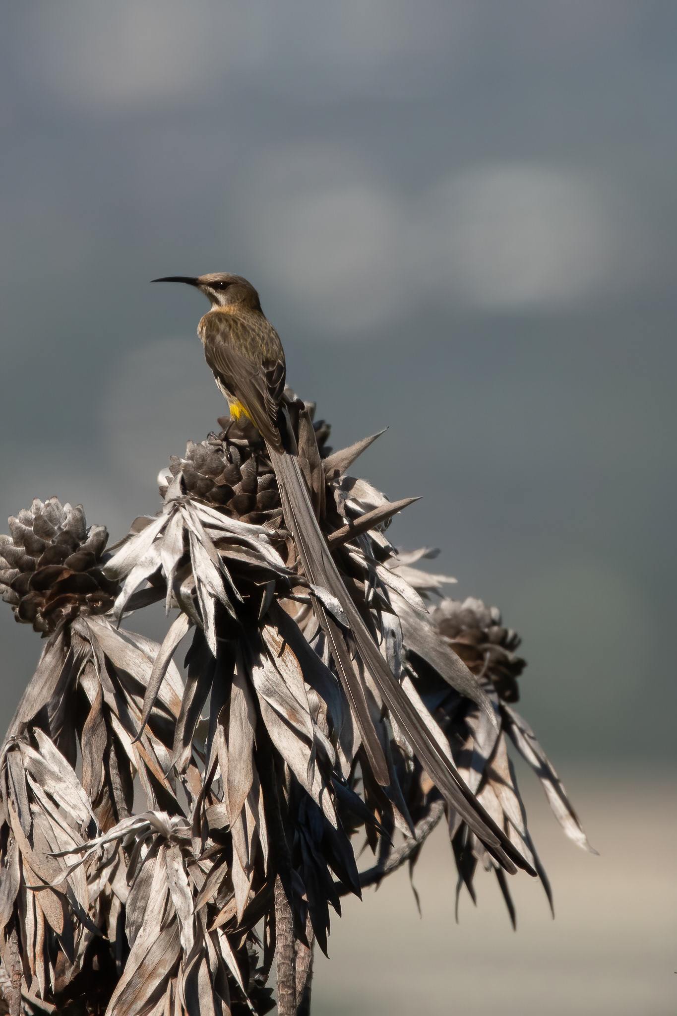 Cape Sugarbird - Kirstenbosch