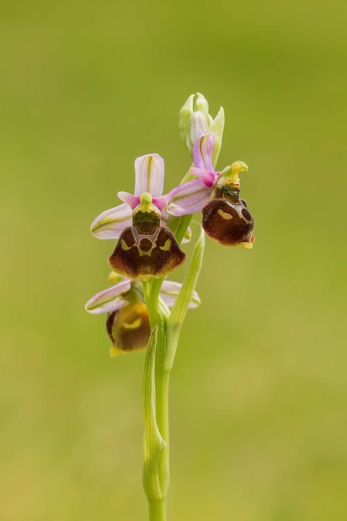 Late Spider Orchid - Folkestone