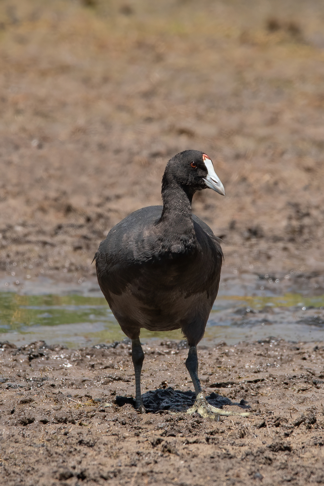 Red-knobbed Coot - Rondevlei